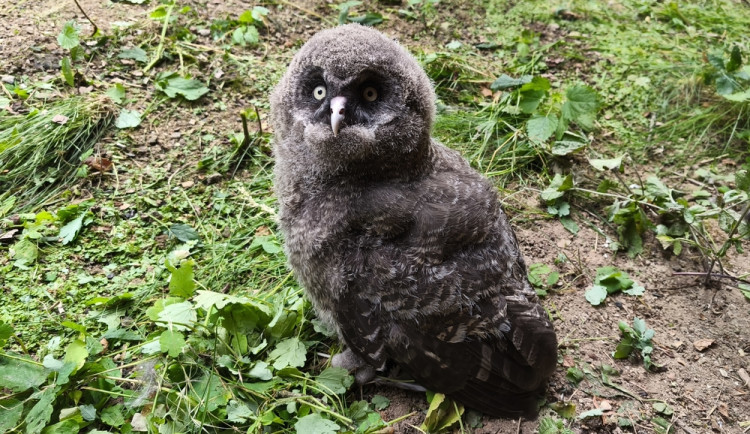 Chovatelé v brněnské zoo se radují z desítek opeřených přírůstků