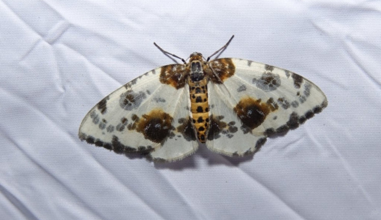 Jaká je krása opomíjených nočních motýlů? To lidem ukážou v Arboretu Sofronka