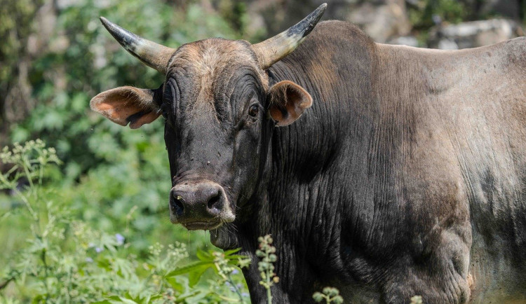 Policie pátrala po býkovi, který utekl z ohrady. Ke stádu se nakonec vrátil sám