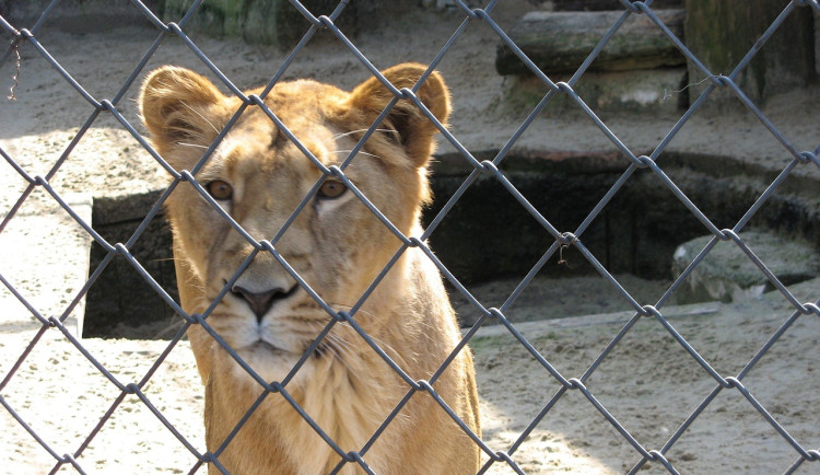 Lidé na sídlišti si stěžovali na řev lvic, kontrola odhalila nepovolený chov šelem