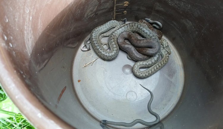 Klubko naštvaných hadů u základů rodinného domu vyděsilo jeho obyvatele