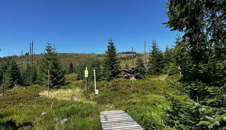 Na šumavský Poledník přes zapomenutý přechod a po kouzelné trase s hřiby u cesty