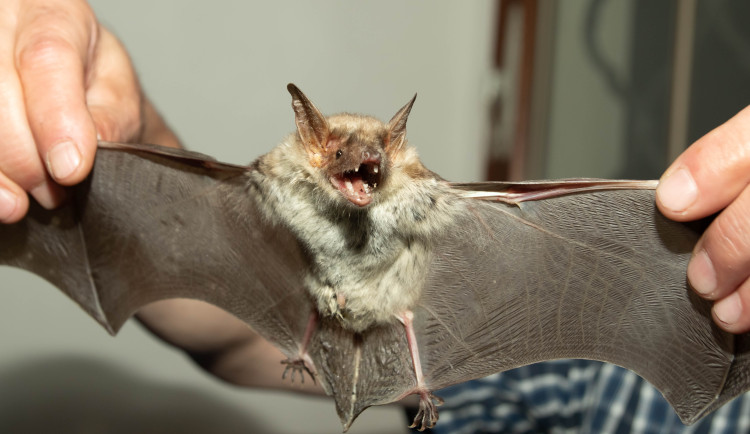 Unikátní vodní hamr v Dobřívi ožije jubilejní Mezinárodní nocí pro netopýry
