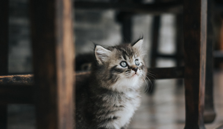 Žena ze Sokolova čelí obvinění z týrání zvířat. Kotě měla usmrtit mačetou