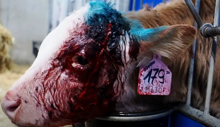 Veganští aktivisté opět zveřejnili násilné záběry z kravínů, viní Agrofert