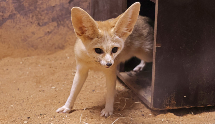 Nejmenší liška na světě je opět k vidění v Plzni, zoo nechovala fenky dlouhých 20 let