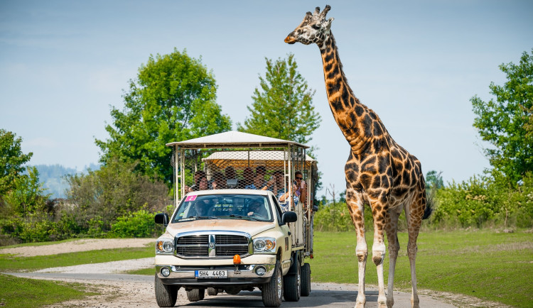 Lidé mají jednu z posledních možnosti vyrazit ve Dvoře Králové do safari