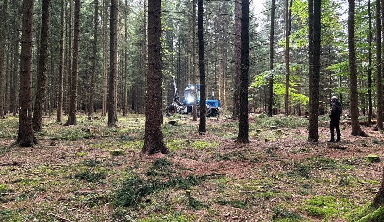 VIDEO: Takto pracuje harvestor na Jihlavsku. Jeden strom zpracuje asi za minutu