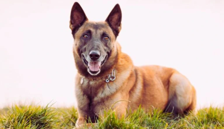 Velký pes v okně v Prostějově ohrožoval kolemjdoucí. Majitel usnul, zaplatí pokutu