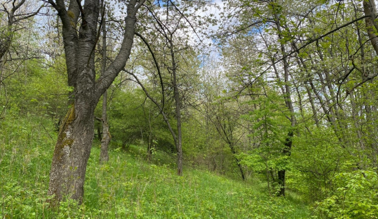 V třešňovém sadu u Liberce našli největší naleziště vzácného vstavače mužského