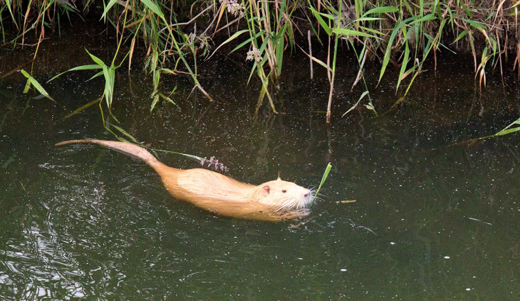 V Přerově začíná odstřel nutrií. Škoda, rodiny jim nosily mrkvičku, smutní místní
