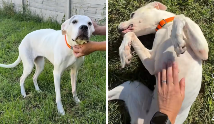 Zanedbanou fenku Dorotku vrátili po adopci do útulku. Hledá nový domov