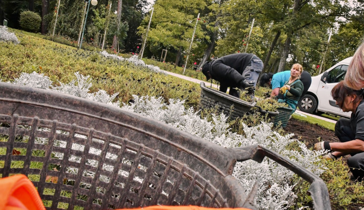 Záhony v Hradci Králové se chystají na příští sezonu. Ta letošní pomalu končí