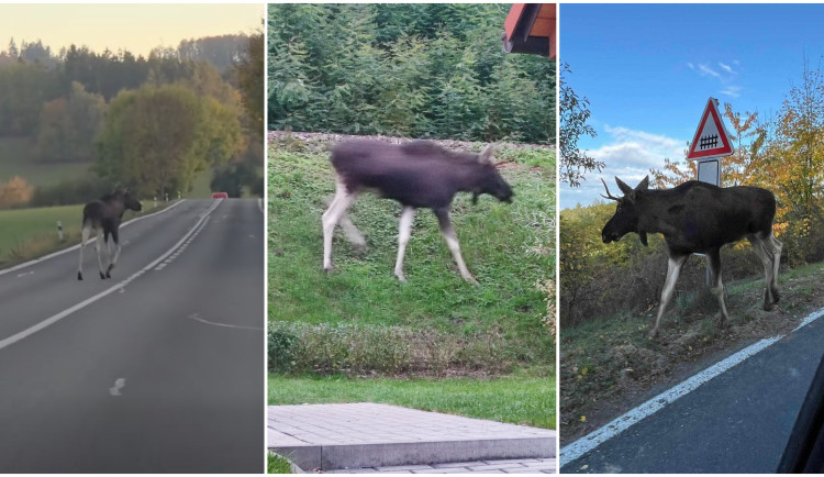 ANKETA: Lidé se bojí o Emila, los se nebezpečně toulá v okolí rušných silnic