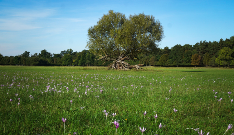 Břeclav získala přes 14 milionů na chytrý systém proti komárům v CHKO Soutok