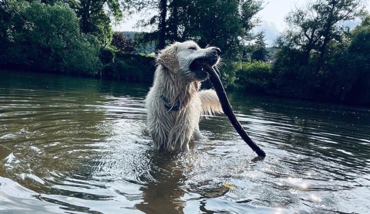 Psí výletník Coudy se rodině ztratil na procházce. Sám odjel vlakem do Brna