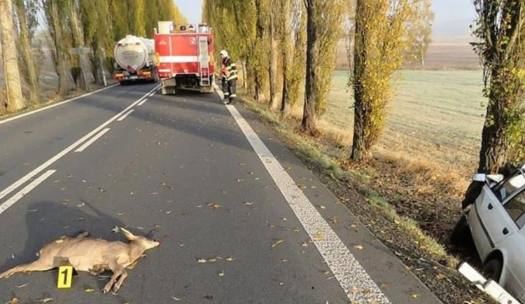 Během podzimu je větší riziko srážky se zvěří. Jak se mohou řidiči chránit?