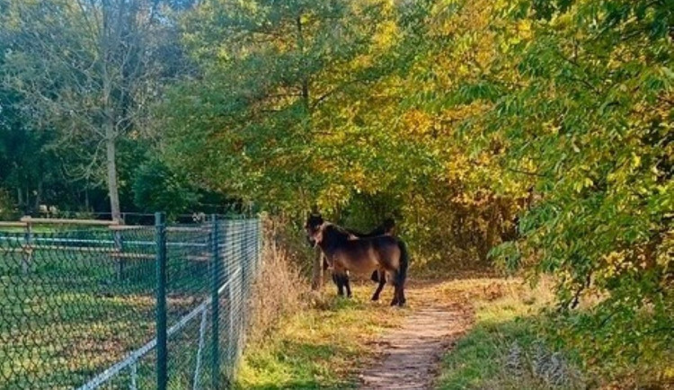 Pět divokých koní uteklo z ohrady na hradecké Plachtě