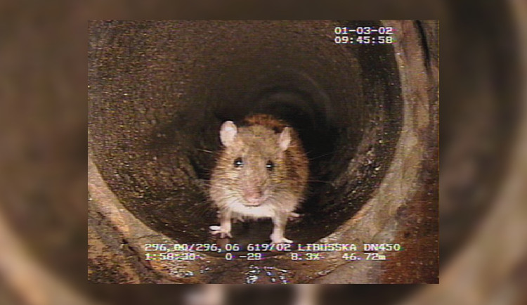 Miliony potkanů, jeden a půl tuny jedu. Pražská kanalizace prošla deratizací