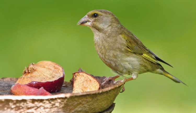 Blíží se zima. Ornitologové radí, jak správně přikrmovat ptáky