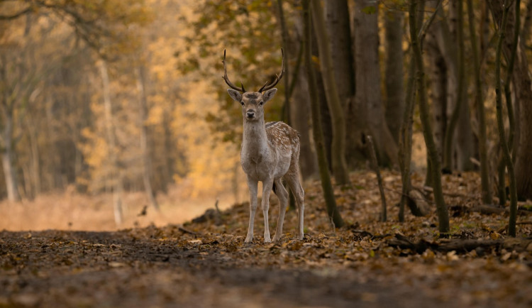 Počet střetů se zvěří na českých silnicích roste. Policii je nutné volat vždy
