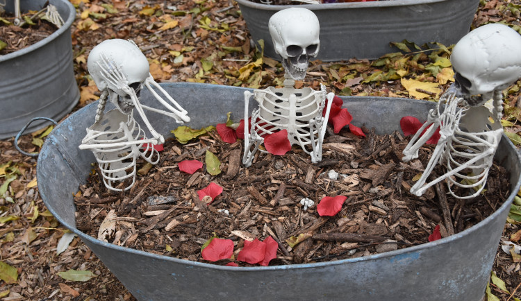 Strašidelný týden na Svatém Kopečku. Speciální akce lákají davy do Zoo Olomouc