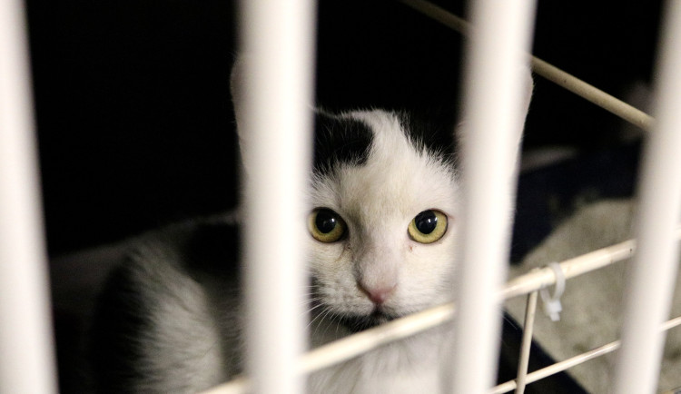 FOTOGALERIE: Jak to vypadá v brněnském útulku pro opuštěná zvířata?