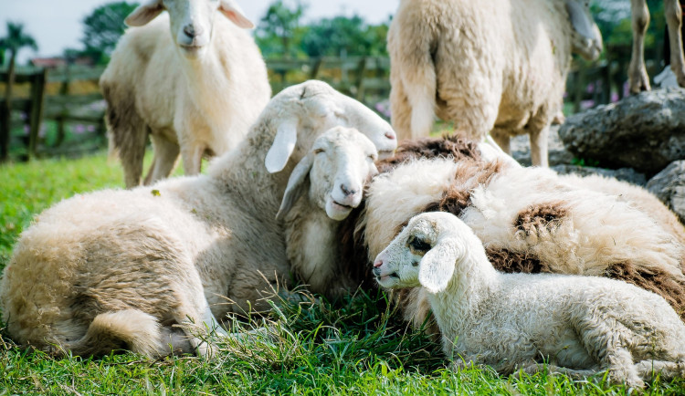 Psi na Stránské skále v Brně potrhali další ovce. Majitelé zřejmě zaplatí pokutu