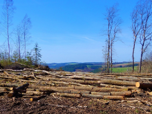 Výborný kritizuje Brusel, chce odklad a zjednodušení nařízení o odlesňování