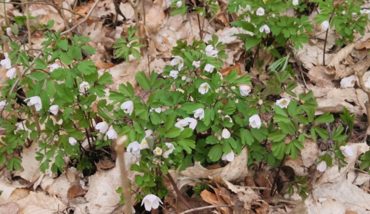 V Českém ráji vznikla nová přírodní rezervace Suťové lesy. Chrání nejen les