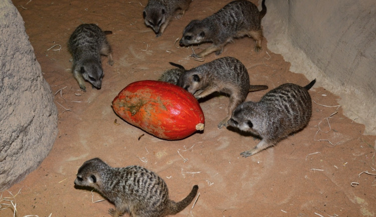 VIDEO: Surikatí bitka o červy z dýně. Zoo Olomouc dopřála zvířatům netradiční hody
