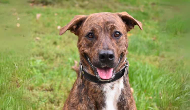 HLEDÁME PÁNÍČKA: Brek, Kira a Zorro z Olomouce potřebují trpělivost a lásku