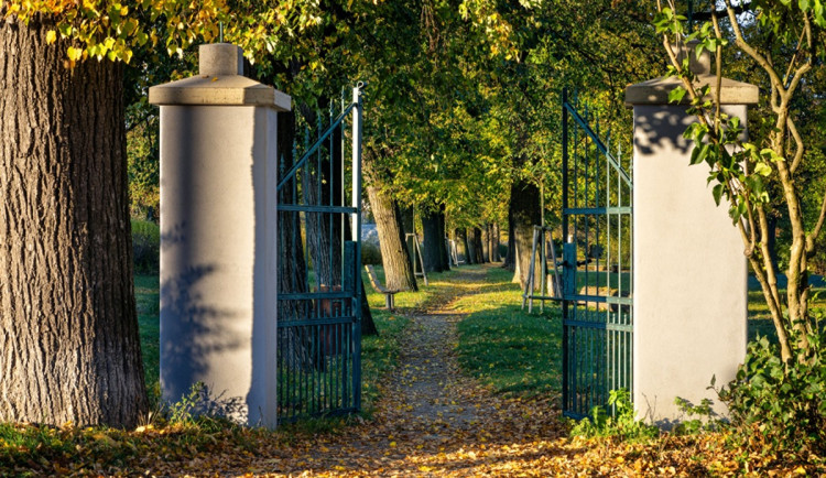 Lípy nebo platany? Pět jihomoravských stromořadí bojuje o titul Alej roku