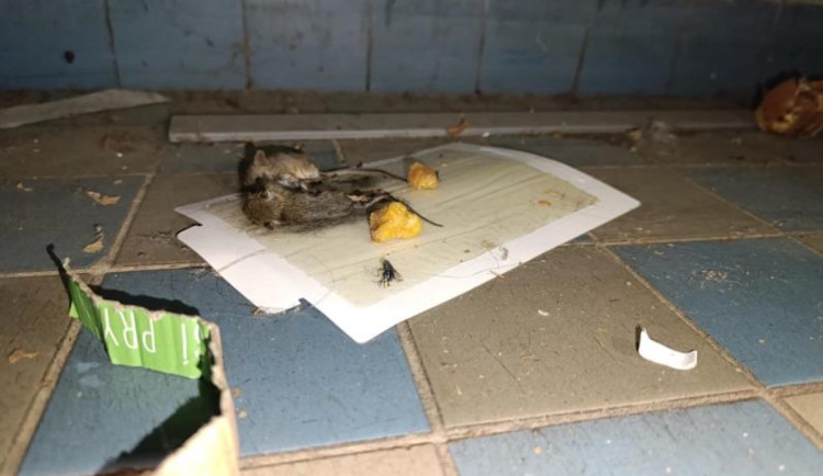 Inspekce na den uzavřela prodejnu v Táboře kvůli hlodavcům a špíně