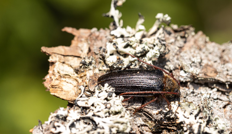 Entomologický Modrý Mauricius na Šumavě, vzácný brouk si hoví v tlejícím dřevě