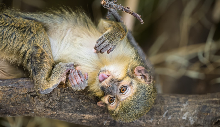 Safari Park ve Dvoře Králové nad Labem láká na vstupné osmdesát korun