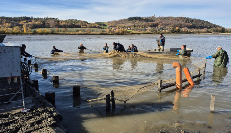 Po opravě hráze proběhl výlov Petrova rybníka u Krnova. Rybáři ulovili 28 tun ryb