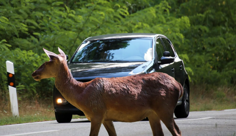 Středočeský kraj vede v počtu střetů se zvěří. Každé tři kilometry zde dojde k nehodě