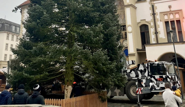 Padesátiletá jedle pro Olomouc už stojí na náměstí. Vánoční strom se rozsvítí za týden