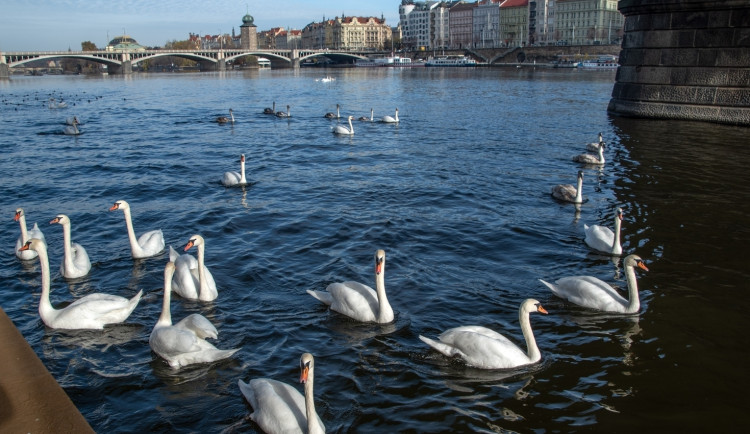 Nikdo je nesnědl. Záhadně zmizelé labutě se pomalu začínají vracet na Vltavu