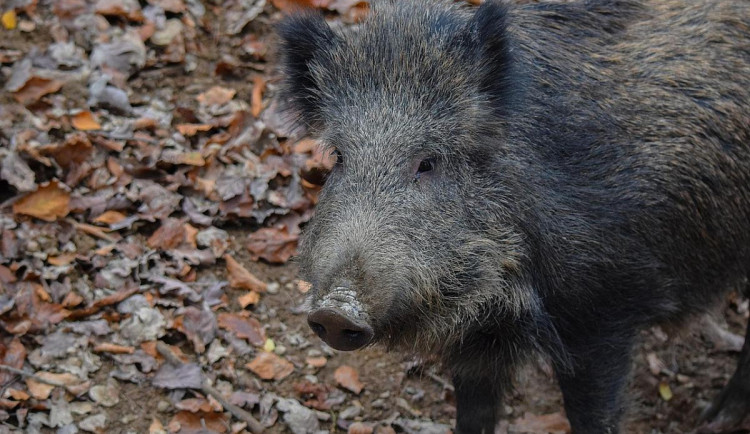 Hon na divočáky pokračuje. U Krumlova padlo už 30 kusů