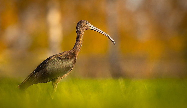 Ibisi hnědí se po čase opět objevili na Moravě. Dva ptáci však zemřeli, měli v sobě broky