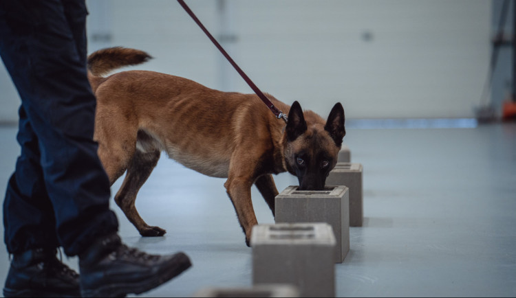 Prvních deset služebních psů českých celníků umí odhalit fentanyl