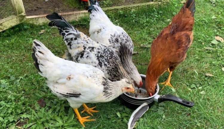 Ve Skaličce na Přerovsku veterináři objevili ptačí chřipku. Šlo o soukromý chov slepic