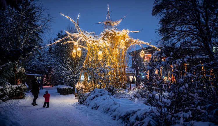 Vánoční Safari Park: Zoo rozzáří tisíce světel a originální dekorace