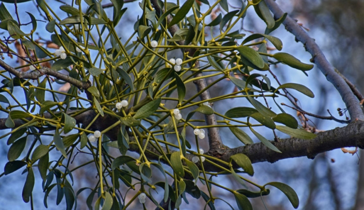 Symbol adventu, ale hrozba pro stromy. Na Frýdlantsku je zvýšený výskyt jmelí