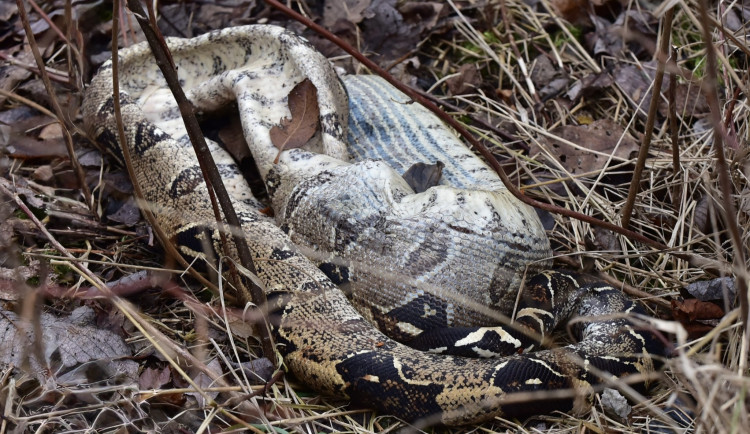 Neobvyklý nález u Budějovic. Ve křoví ležel dvoumetrový hroznýš