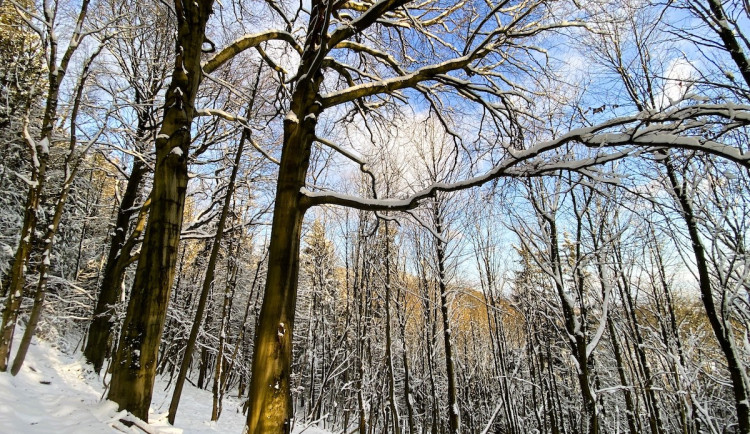 Prales na Ještědu se rozroste o 4,5 hektaru. Spolek vyjde výkup na milion
