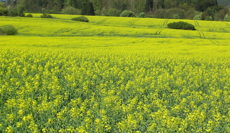 Zemědělská krajina řídne. Vědci hledají řešení, jak zvýšit výnosy a zachránit ohrožené druhy