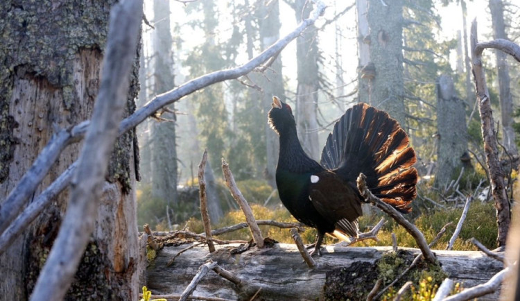 Deset procent míst z rozlohy NP Šumava je nepřístupných kvůli populaci tetřeva